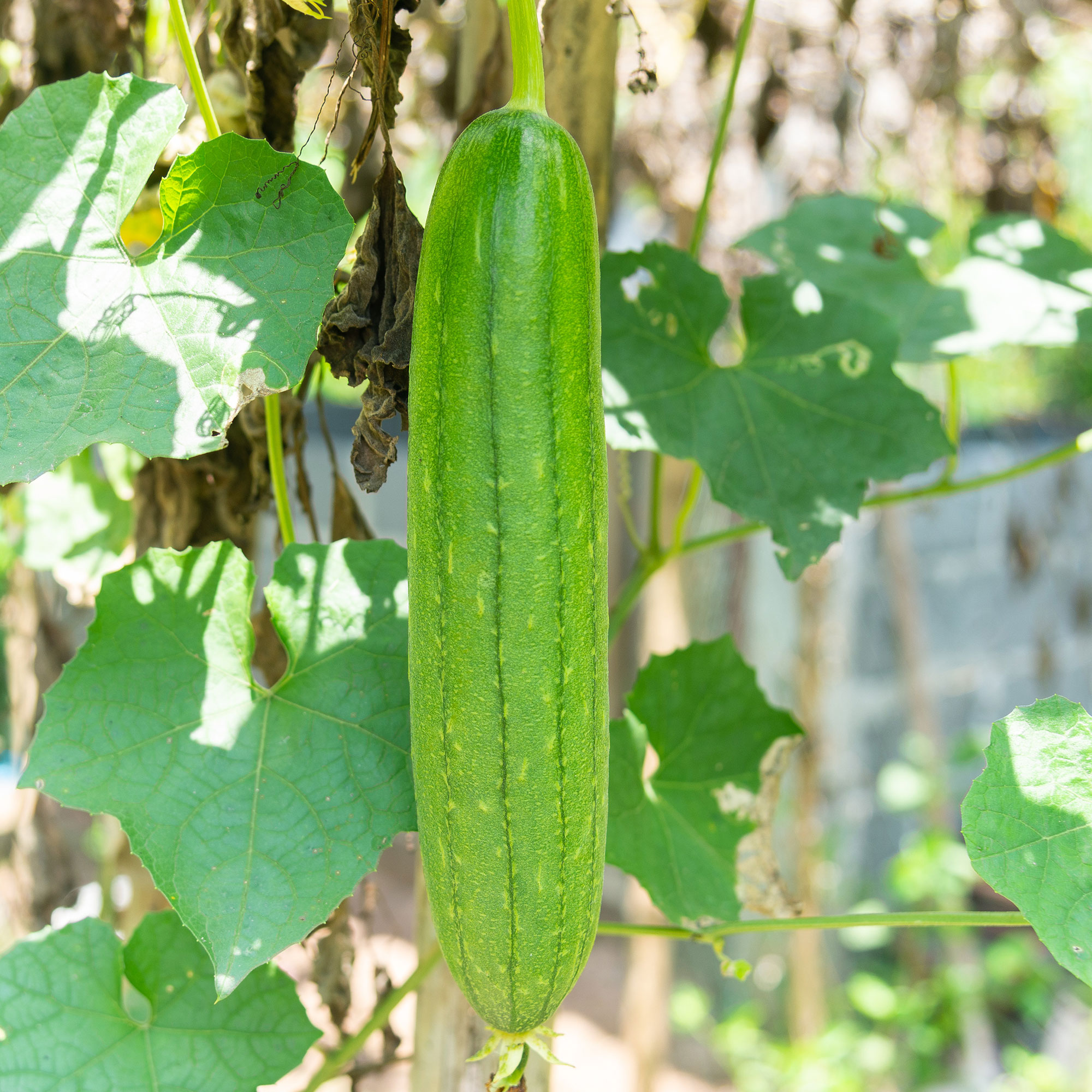 Gourd Seeds - Emerald - Hybrid -1 Lb ~2240 Seeds - Non-GMO, F1 Hybrid - Vegetable Garden